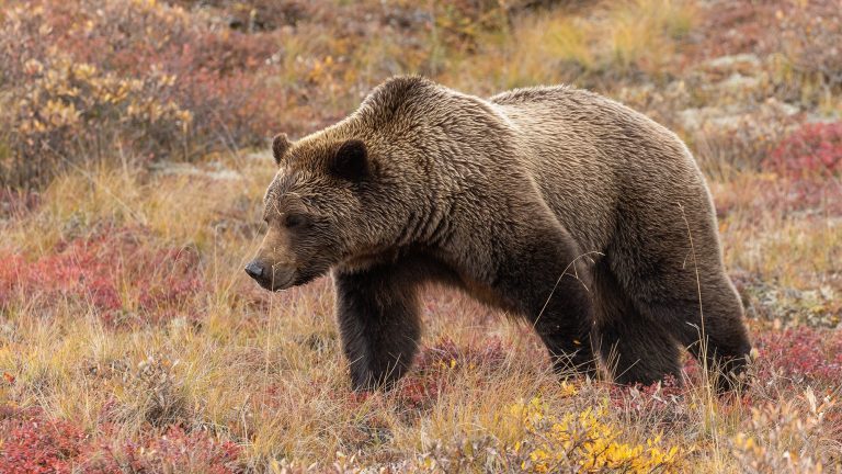 How Much Does a Grizzly Bear Weigh?