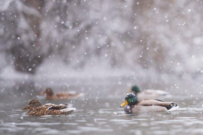AS-winterducks-Tatiana-scaled.jpeg