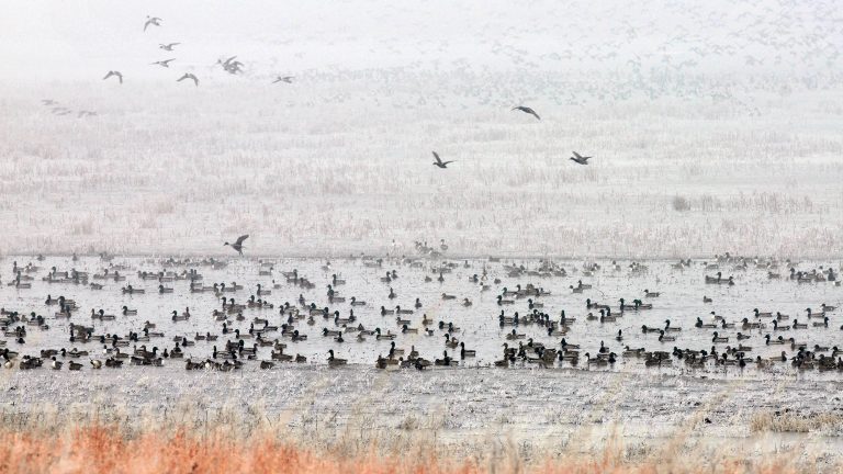 Ducks Unlimited Conserves One Million Acres of Waterfowl Habitat in 2023