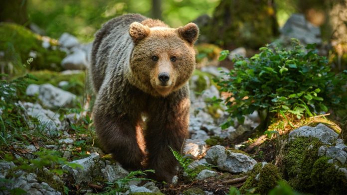 young-grizzly-.jpg