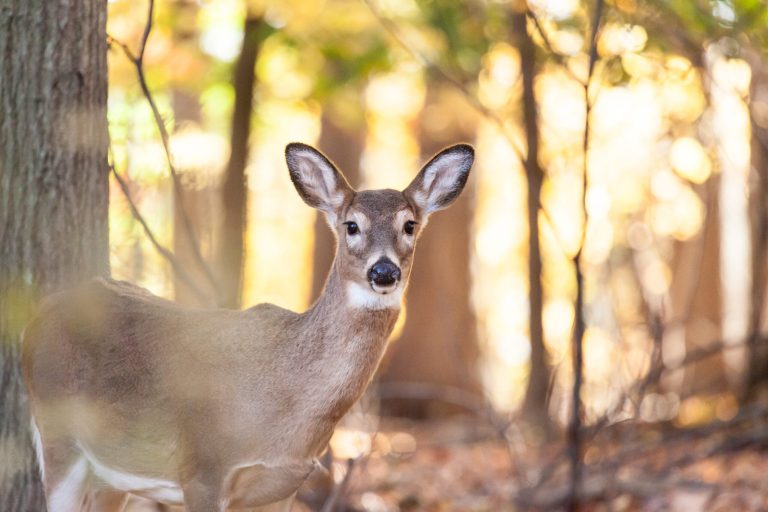 New Jersey Town Advances Plan to Surgically Sterilize Individual Deer