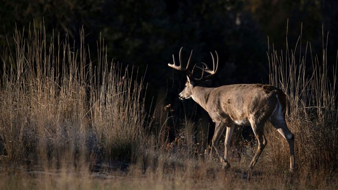 Bucks-Got-Away-1.jpg