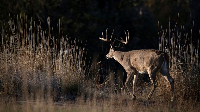 Lessons From a 200-Class Buck That Got Away