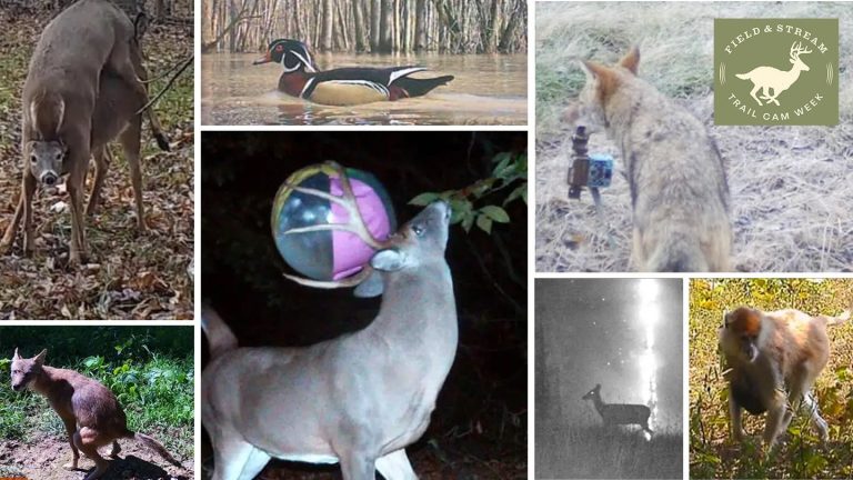 50 Amazing Trail-Camera Photos | Field & Stream