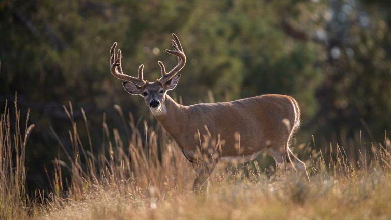 Learn the Secrets of a Wisconsin Deer Guide