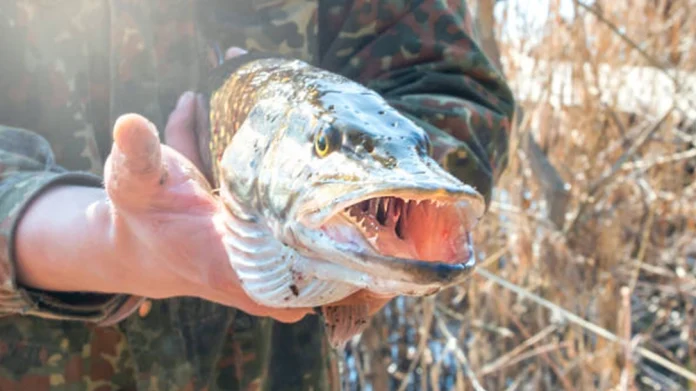 pike4.webp.webp