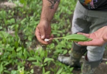 Spring Foraging in the Adirondacks: Hunting Ramps & Fiddleheads