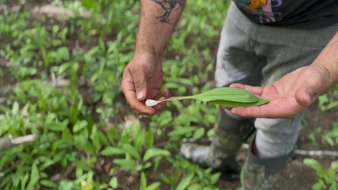 Wild-Leeks.webp.webp